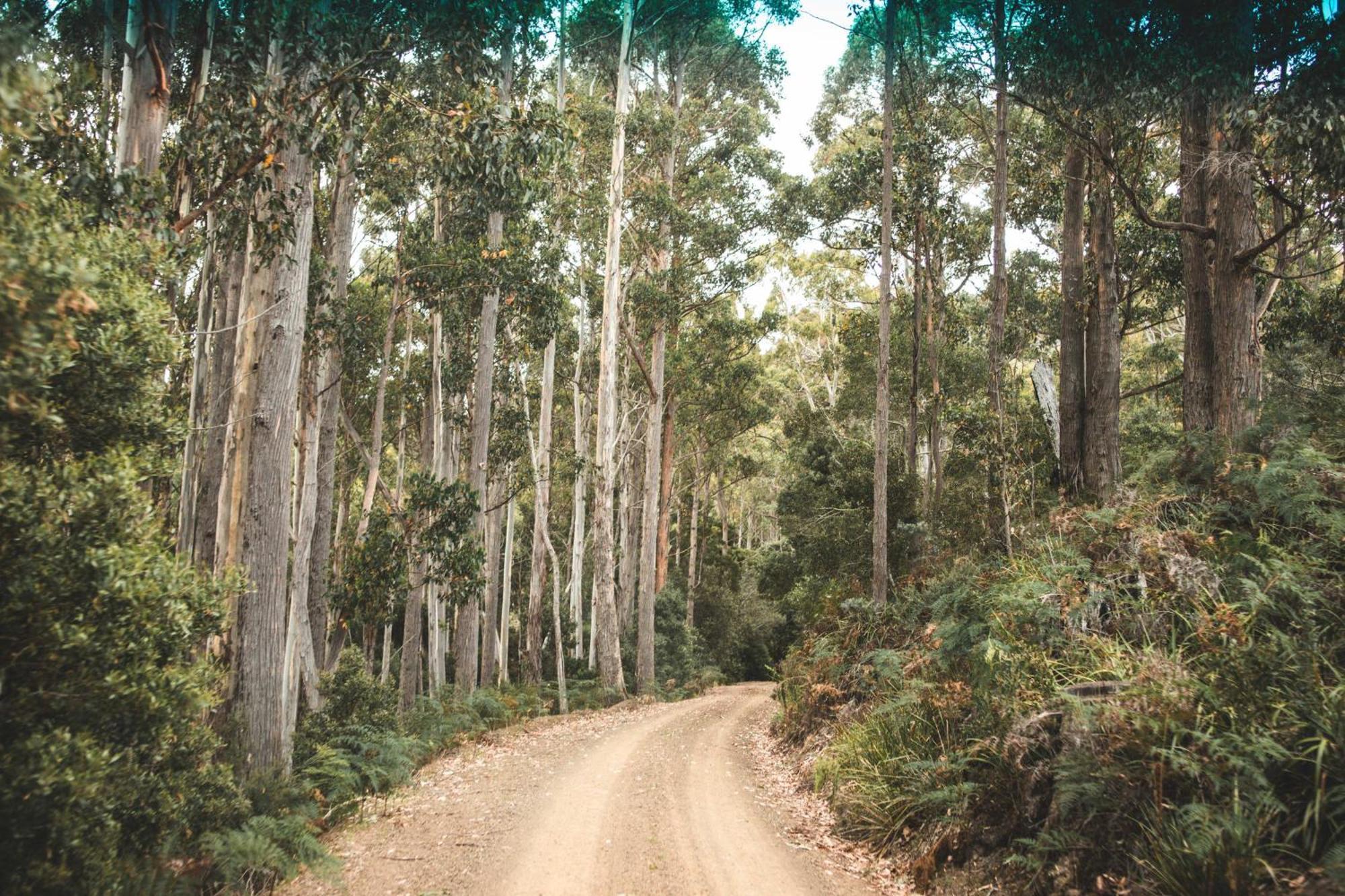 Pine Edge Heights By Tiny Away Villa Ellendale ภายนอก รูปภาพ
